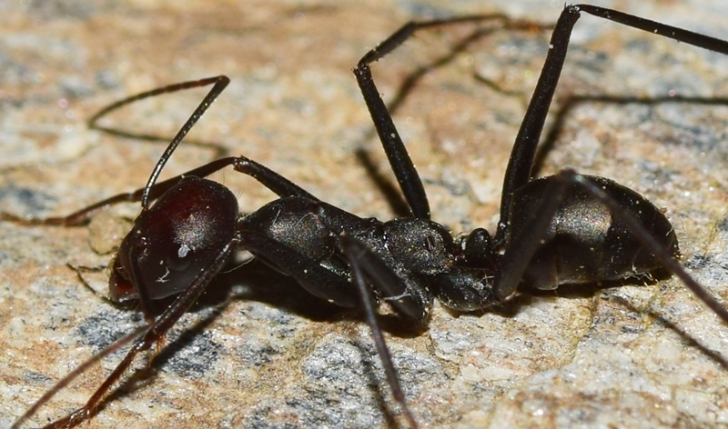 Cataglyphis altisquamis