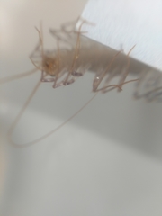 Scutigera coleoptrata