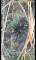Ischnothele annulata