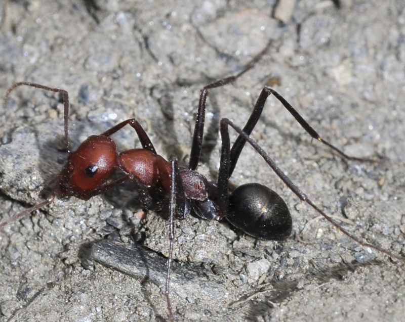 Cataglyphis velox