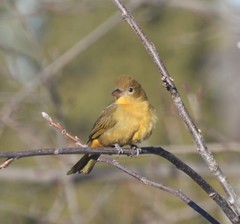Piranga rubra