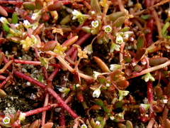 Crassula natans minus