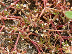 Crassula natans minus