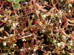 Crassula natans minus