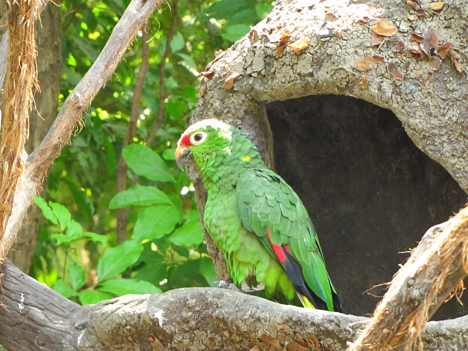 Amazona autumnalis image