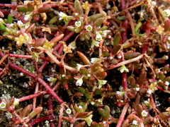 Crassula natans minus