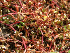 Crassula natans minus