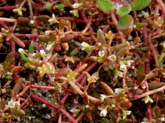 Crassula natans minus