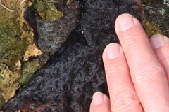 Lasallia pensylvanica