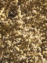 Atriplex hymenelytra