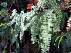 Adiantum aleuticum aleuticum