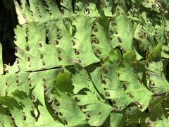 Adiantum aleuticum aleuticum