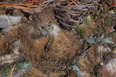 Lasallia pensylvanica