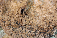 Lasallia pensylvanica