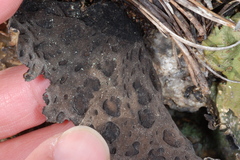 Lasallia pensylvanica