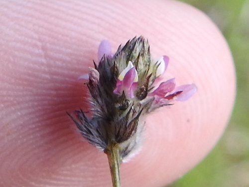 Image of Dalea filiformis by (c) Sam Kieschnick, some rights reserved (CC BY)