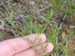 Dalea filiformis