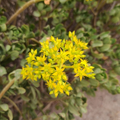 Sedum dendroideum