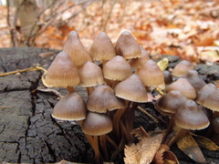 Mycena stipata
