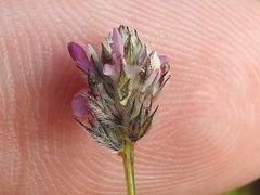 Dalea filiformis