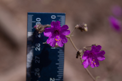 Mirabilis melanotricha