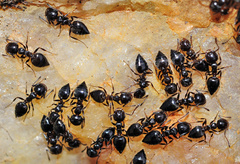 Crematogaster auberti