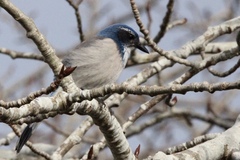 Aphelocoma californica