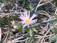 Xylorhiza