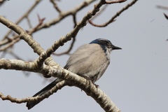 Aphelocoma californica