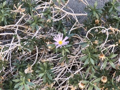 Xylorhiza