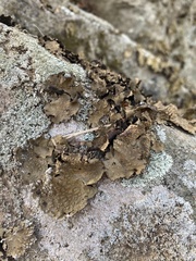 Lasallia pensylvanica