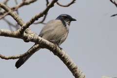 Aphelocoma californica