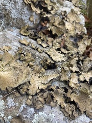 Lasallia pensylvanica