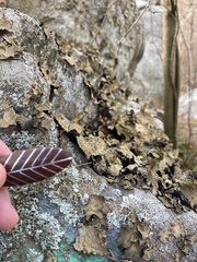 Lasallia pensylvanica