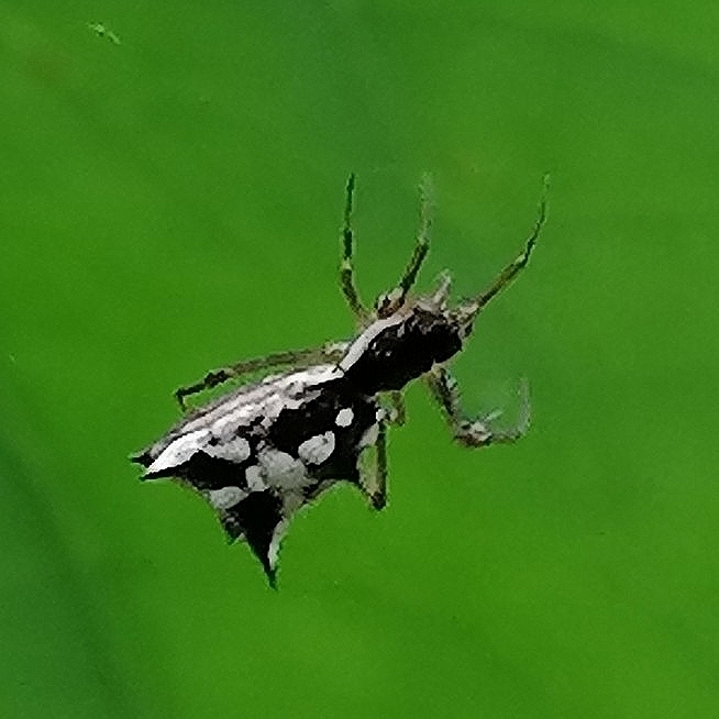 Micrathena bandeirante