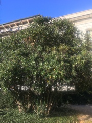 Ligustrum