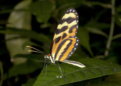 Mechanitis lysimnia utemaia