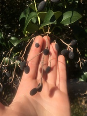 Ligustrum
