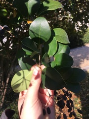 Ligustrum