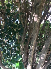 Ligustrum