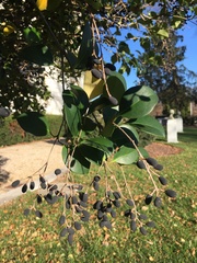 Ligustrum