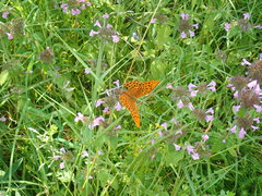 Argynnis paphia