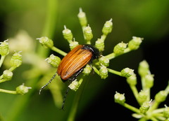 Phyllotocus rufipennis