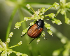 Phyllotocus rufipennis