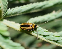 Monolepta subsuturalis
