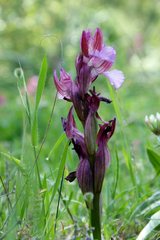 Anacamptis papilionacea papilionacea