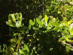 Erithalis fruticosa image