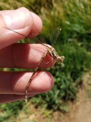 Archilestes