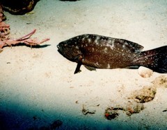 Mycteroperca acutirostris