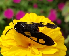 Procalypta victorina